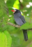 White-fronted Nunbird